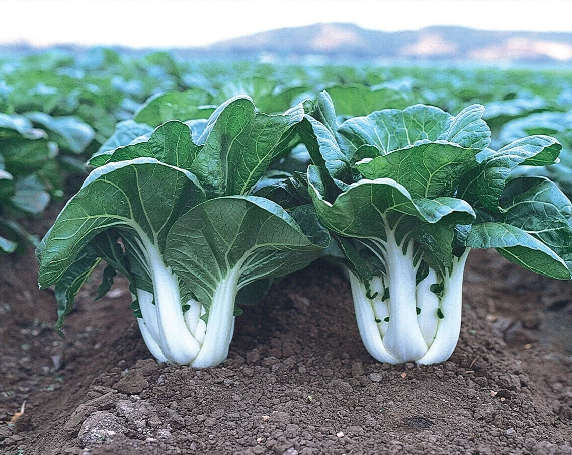 Baby Canton Milky White Steam Pak Choi Seeds - 200+ Brassica rapa subsp. chinensis, Chinese Cabbage, Bok Choy, Greens