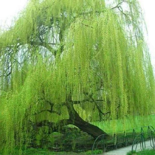 Willow Tree Cuttings 5 Pack - Bright Green Weeping Willow (Salix babylonica) for Gardening & Propagation