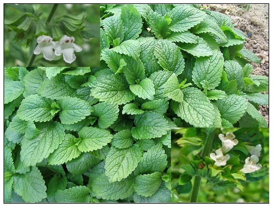 Lemon Balm Seeds Organic Melissa officinalis Herb for Culinary & Pollinators, 100+ Non-GMO Seed Pack