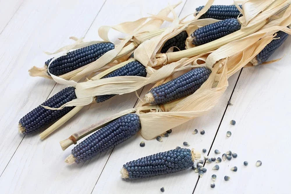 Exotic Blue Corn Seeds - 25 Count, Rare Blue Zea mays, Edible Grain, Home Garden, Culinary Use, Pollinator Friendly