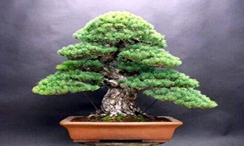 White Spruce Bonsai Seeds - 20+ Picea glauca Conifer Seeds for Indoor & Outdoor Cultivation