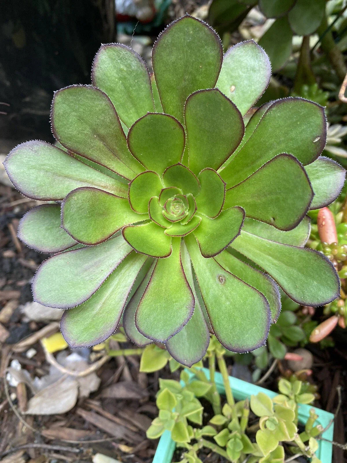Aeonium Arboreum Succulent Cuttings - 3 Fresh 3-5" Indoor Plants, Drought Tolerant