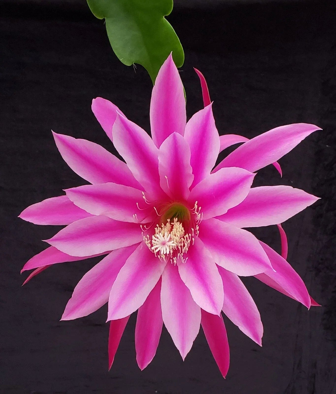 Epiphyllum 'Beijing' Rooted Cutting - Rare Orchid Cactus with Vibrant Pink-Red Blooms for Indoor Gardening