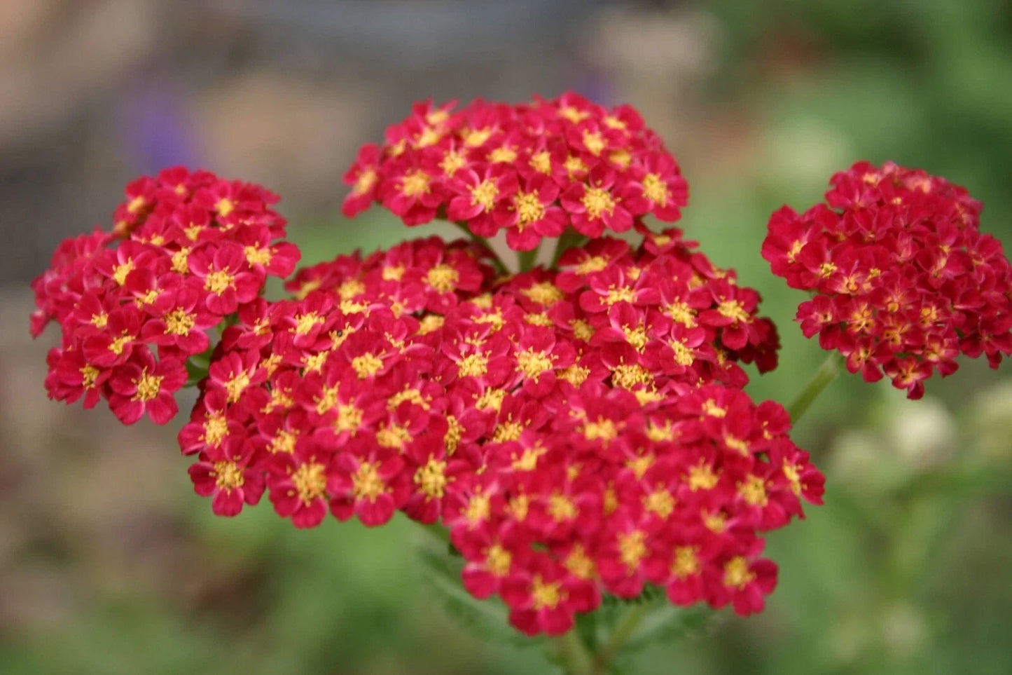 Red Yarrow Flower Seeds - 1000+ Perennial Wildflower for Pollinators Achillea millefolium