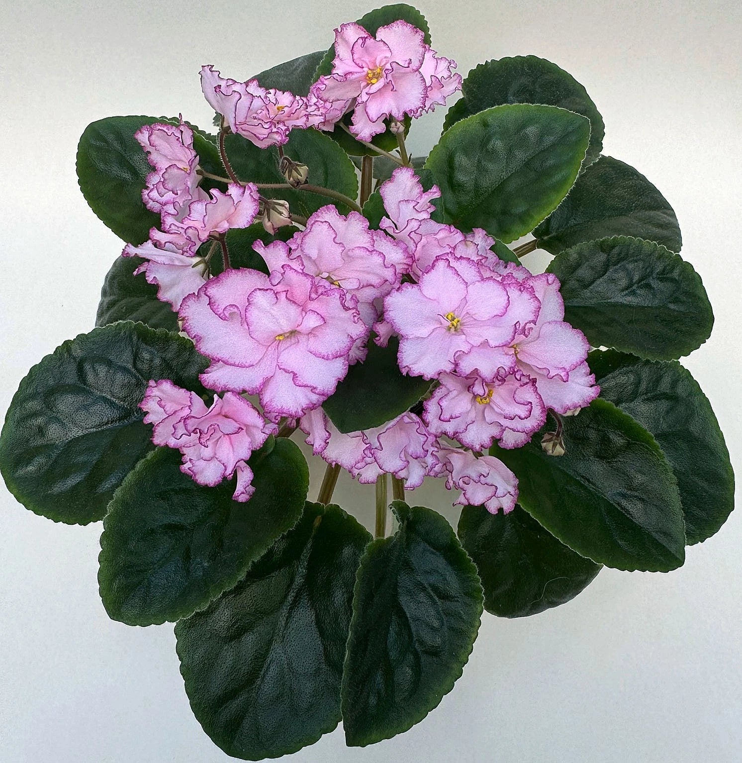 African Violet Leaf for Propagation - Light Pink Double Blooms - Ian Minuet - Saintpaulia ionantha