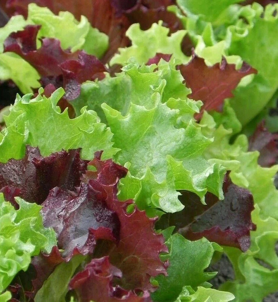 Gourmet Salad Blend Lettuce Seeds - 500+ Heirloom Greens for Fresh Garden Salads, Lactuca sativa