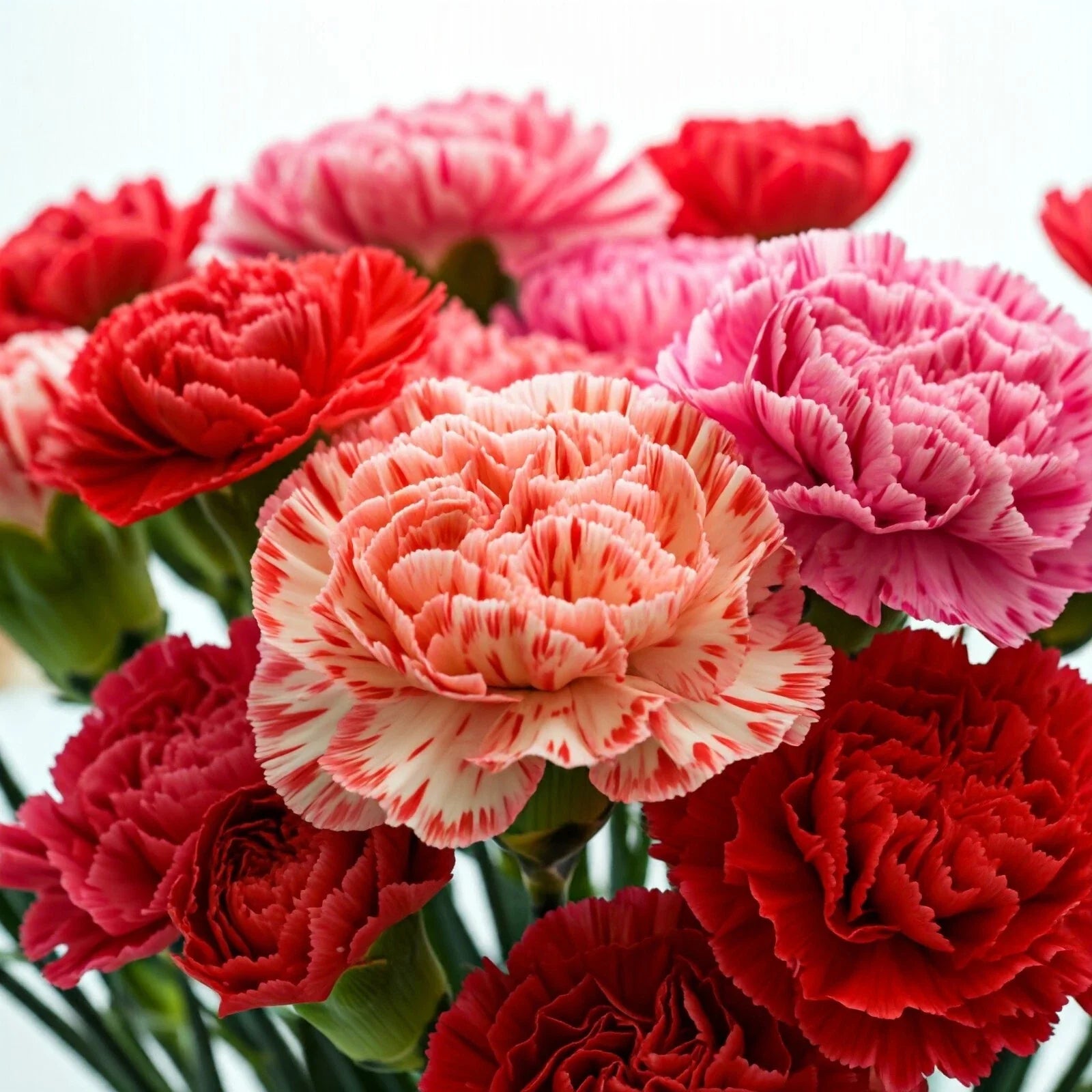 Carnation Seeds - Double Mix, Colorful Dianthus Flowers, Annual, Dianthus caryophyllus, Garden, Container, Cut Flowers