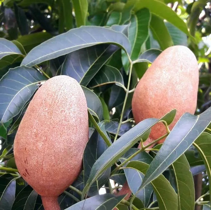 West Indies Mahogany Seeds - 5 Pack, Swietenia mahagoni, Tropical Tree Seeds for Landscaping and Timber