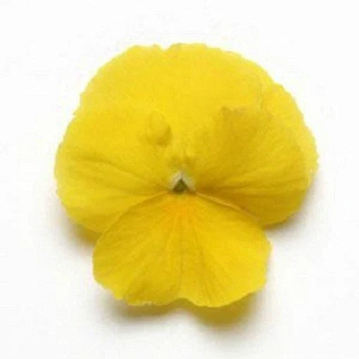 Pansy Seeds 15 Pack Cool Wave Yellow Trailing Viola × wittrockiana for Hanging Baskets & Containers
