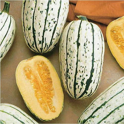 Delicata Squash Seeds | Heirloom Non-GMO Cucurbita pepo Vegetable Gardening Seeds