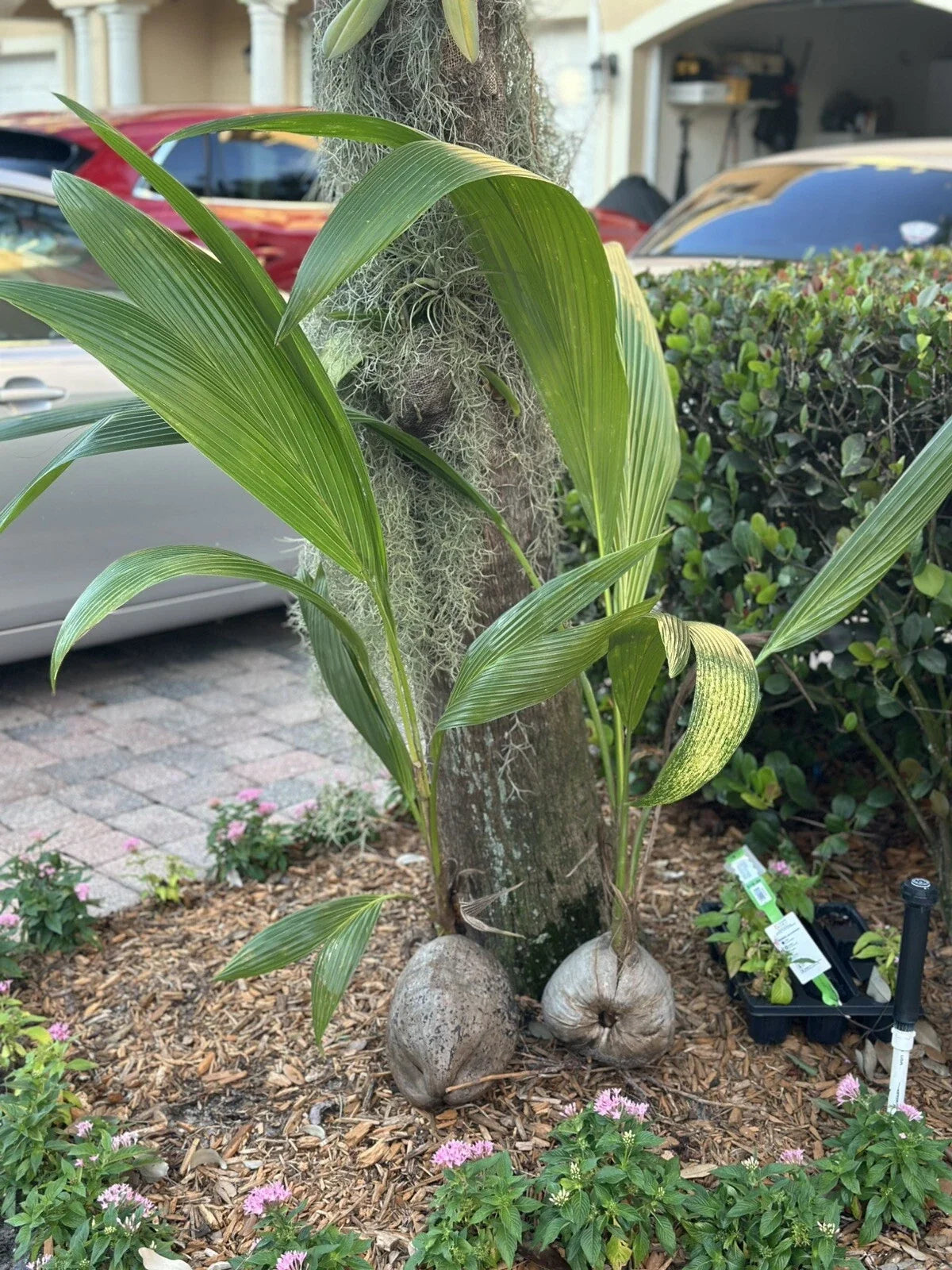 Sprouted Coconut Palm Tree Seed 4-5 Feet | Live Cocos nucifera | Tropical Indoor & Outdoor Plant