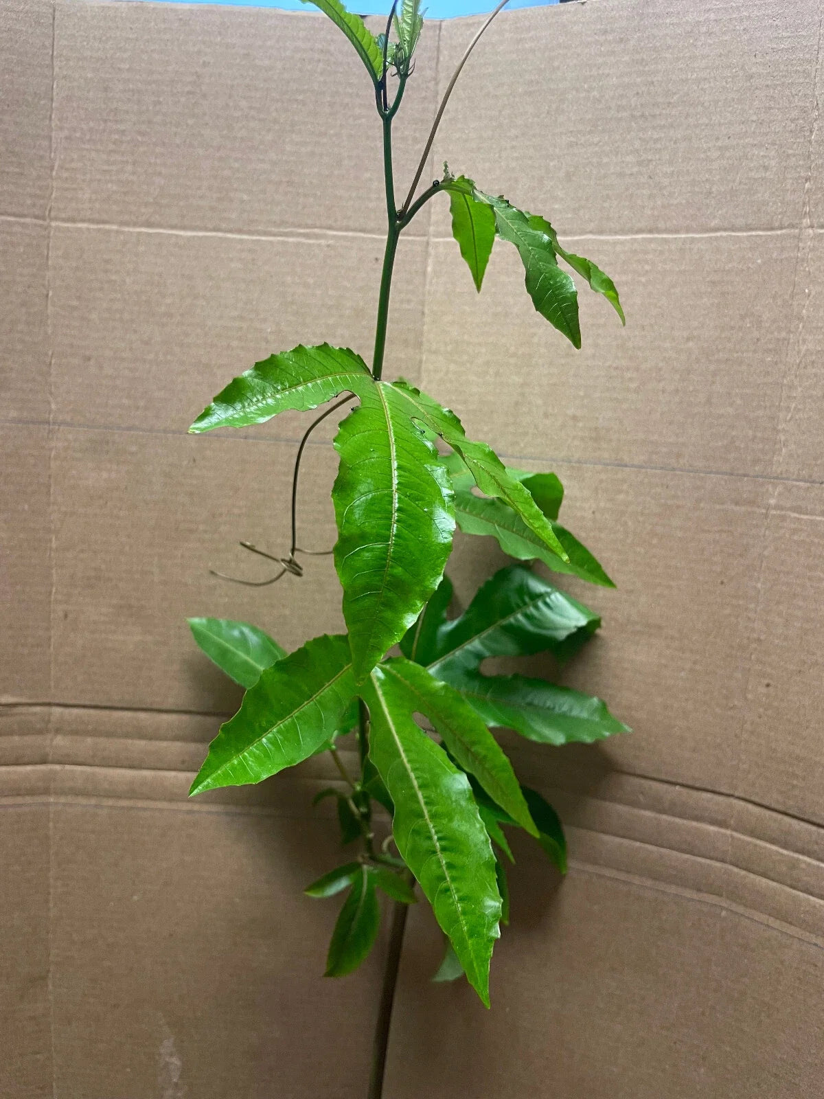 Live Starter Plant - Passiflora edulis Purple Passion Fruit Vine - Edible Tropical Fruit Plant for Garden or Container