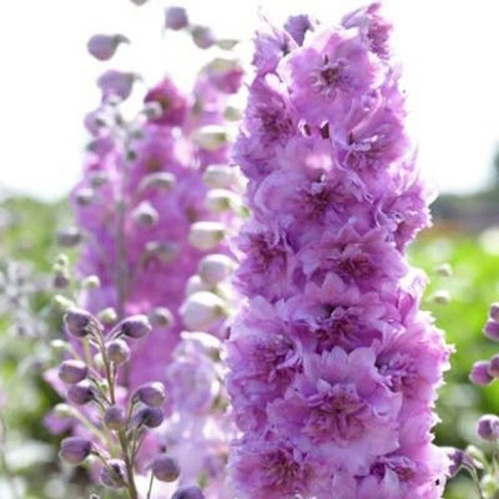 Delphinium Seeds - 50 Sweethearts Perennial Flower Seeds - Delphinium elatum for Garden Planting - Full Sun to Partial Shade
