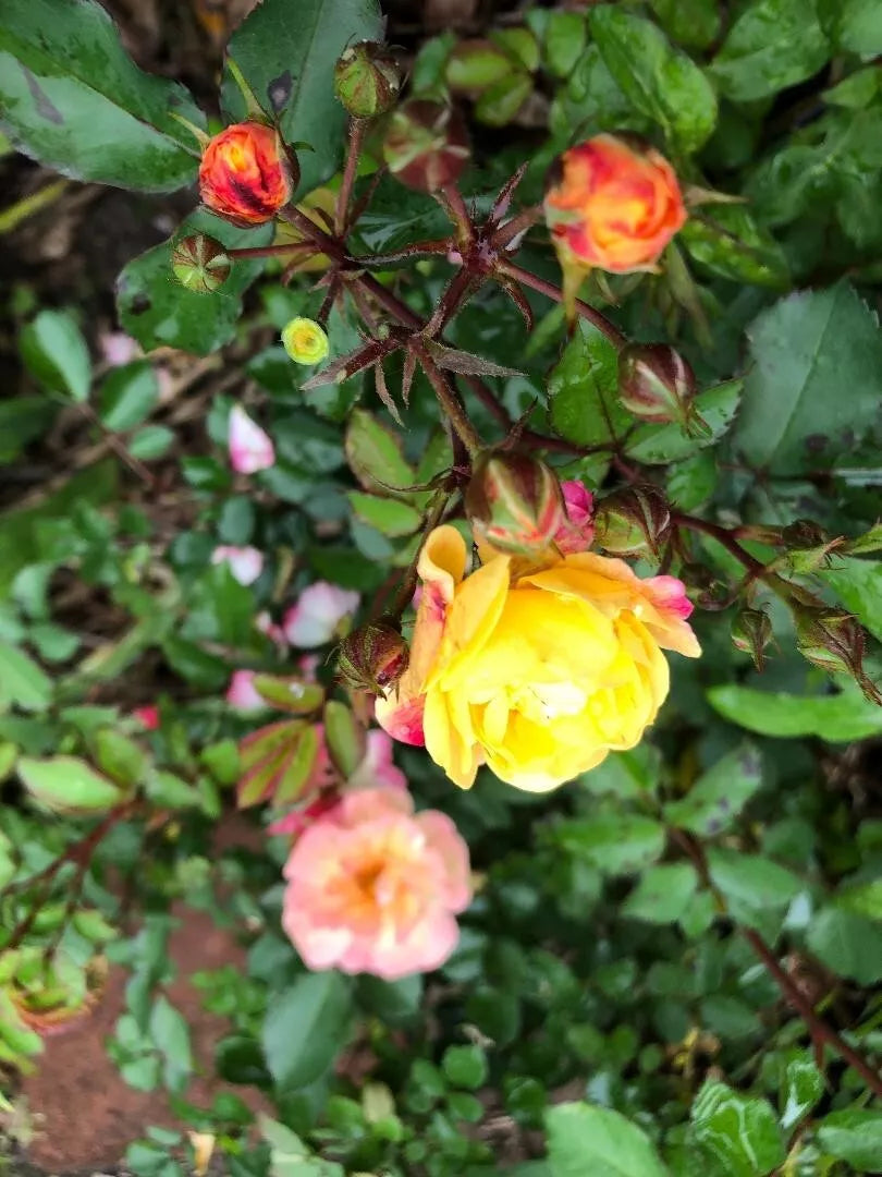 Fragrant Rosa Easy Going Shrub Rose Cuttings - 3 Pack, 6" Long, Rosa 'Easy Going'