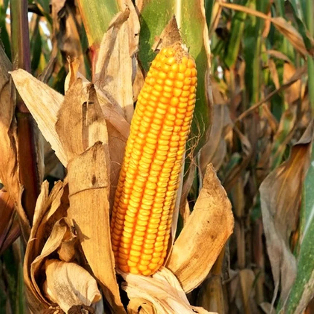 Reid's Yellow Dent Corn Seeds – Open-Pollinated Heirloom Zea mays, Non-GMO, Yellow Flint, 100 Seeds for Home Garden & Farming