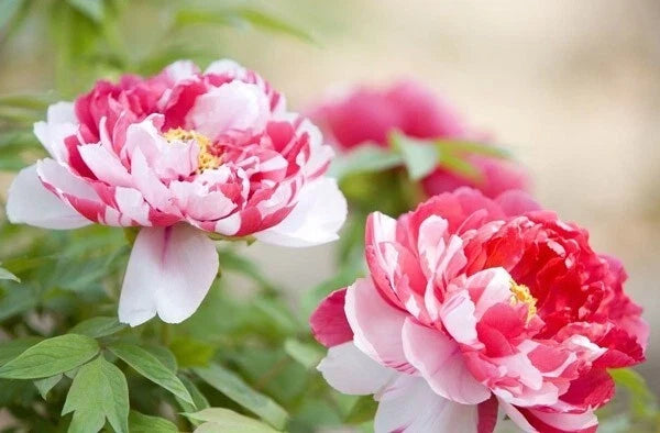10pc Peony Seeds - Exotic Flower Garden Plant - Paeonia lactiflora - Herbaceous Perennial for Spring Blooms