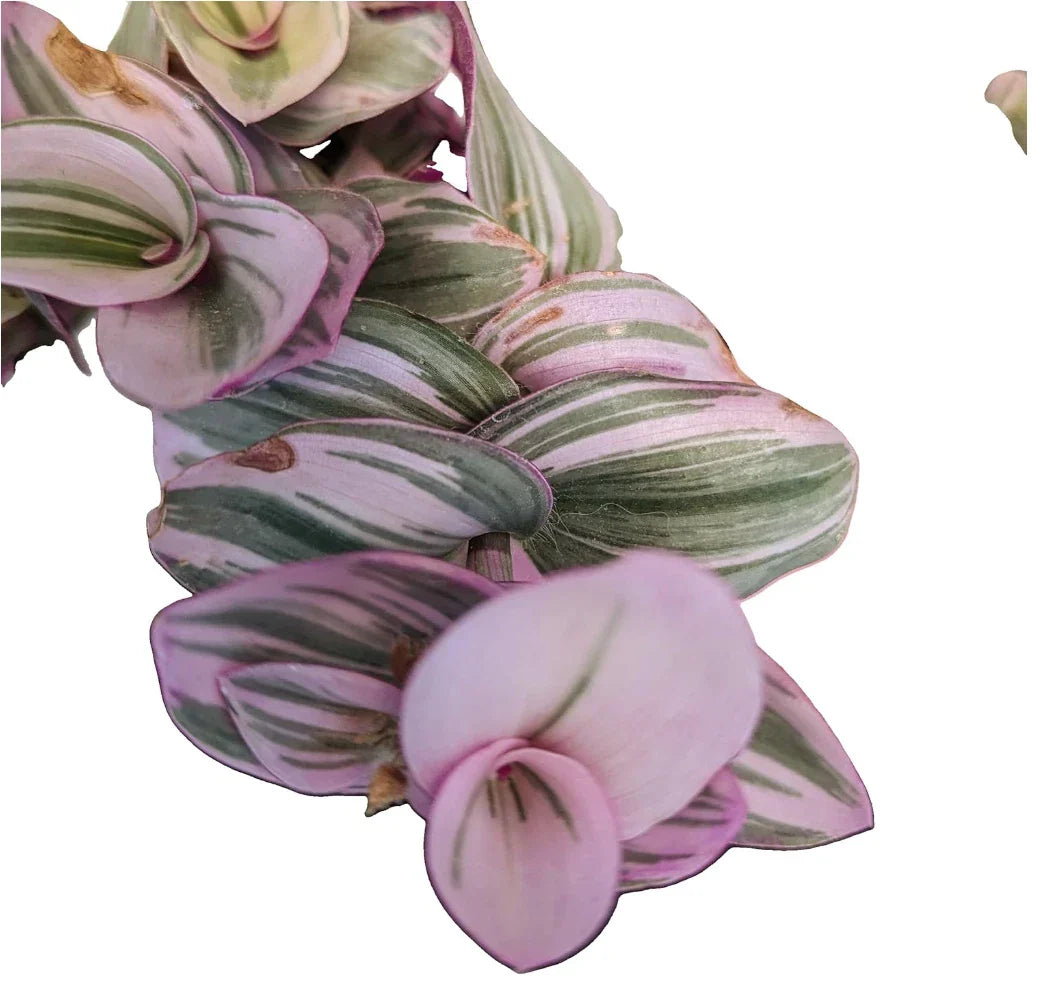 Tradescantia Nanouk Cuttings - Lilac Wandering Jew Plant in 2" or 4" Pot - Easy Care Indoor Trailing Houseplant