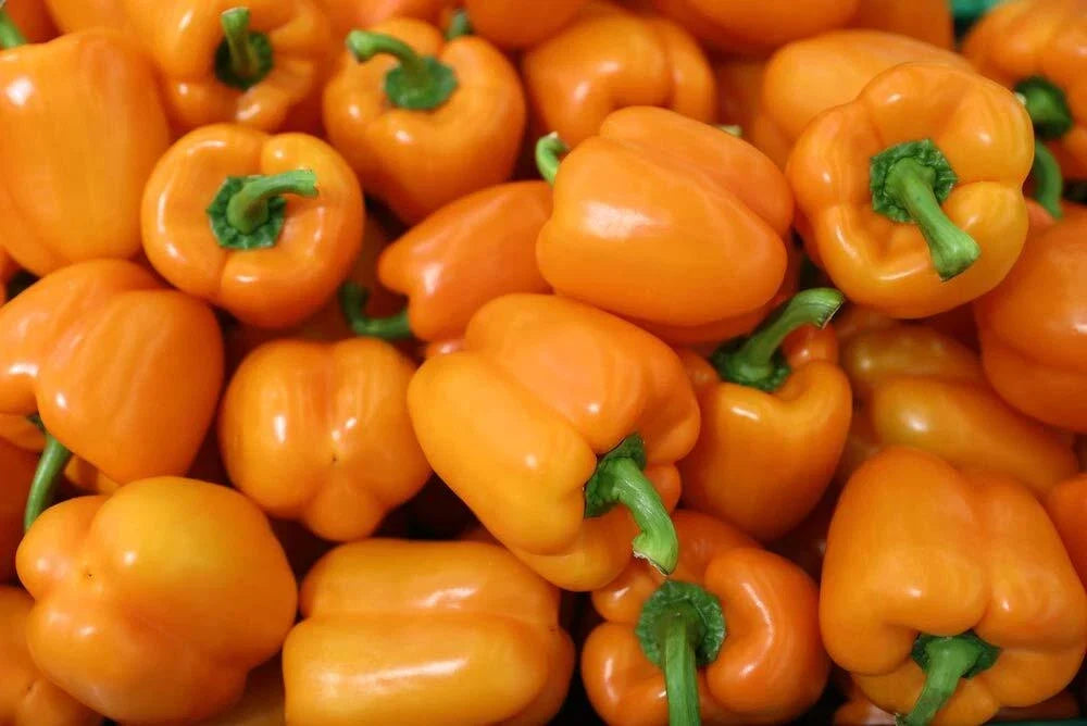 Orange King Bell Pepper Seeds - 100 Non-GMO Heirloom Capsicum annuum for Garden, Container, Sweet Orange Variety