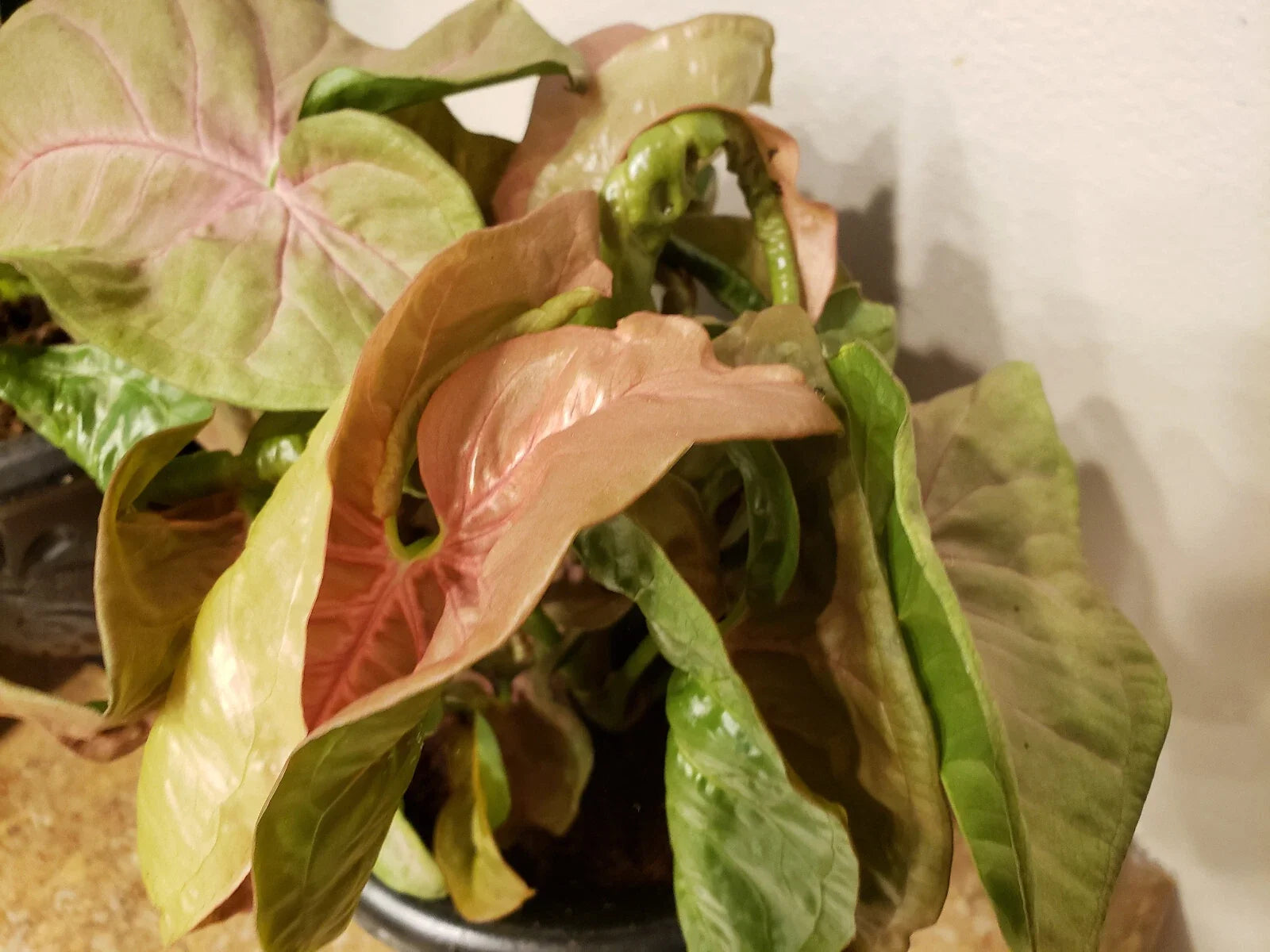 Neon Robusta Syngonium Podophyllum Indoor Houseplant - Pink Arrowhead Vine, Climbing or Trailing, Starter Plant