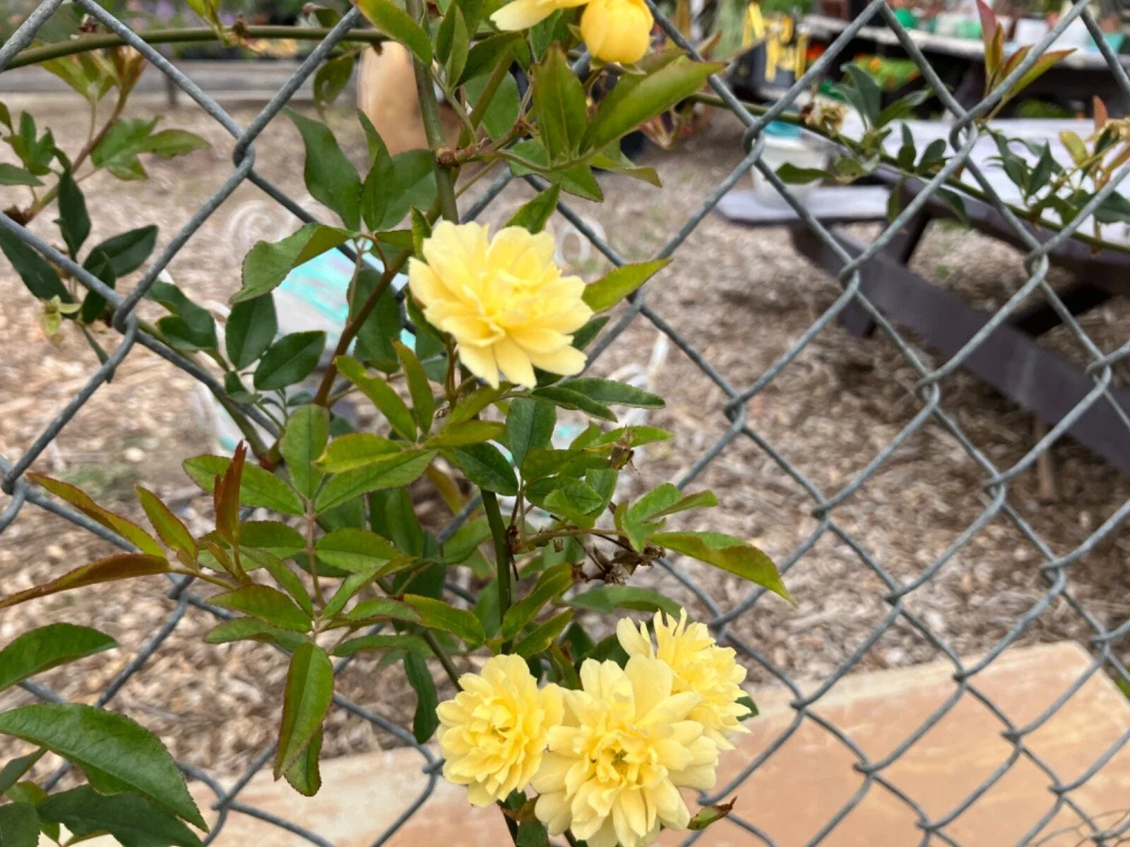 Yellow Lady Banks Climbing Rose Cuttings, Thornless, Rosa banksiae 'Lutea', 4 Fresh 5-6 Inch Rooting Stem Cuttings