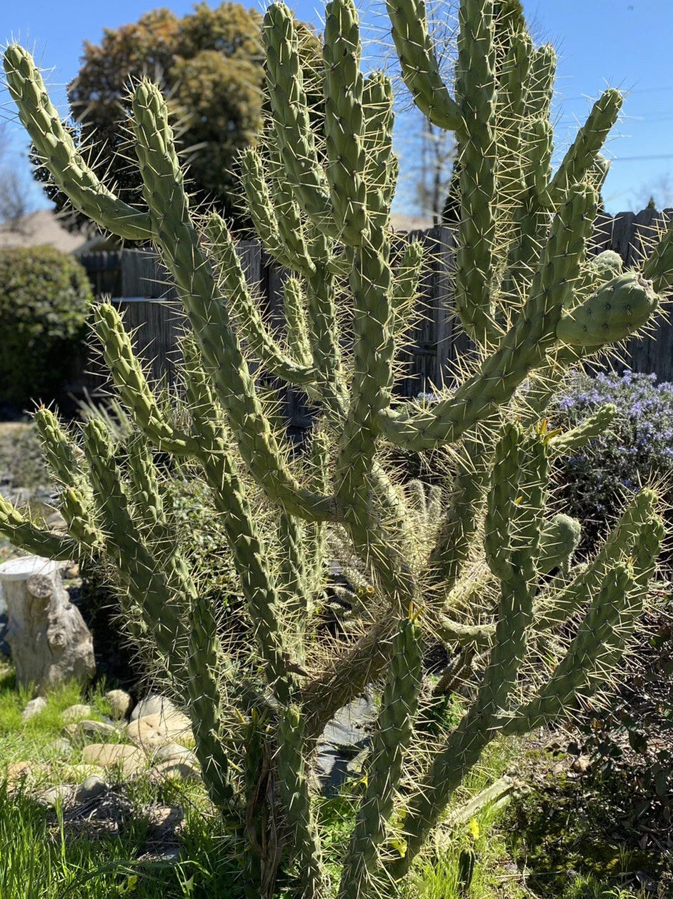 Opuntia Subulata Eve’s Needle Cactus Bundle - 8-10" Tall Cuttings