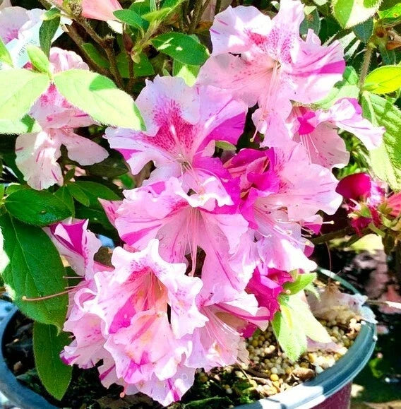 Encore Autumn Twist Azalea Starter Plant - Deciduous Rhododendron x 'Autumn Twist' for Garden & Landscape