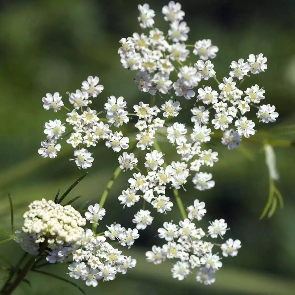 Caraway Seeds NON-GMO Herb for Garden Planting | Carum carvi