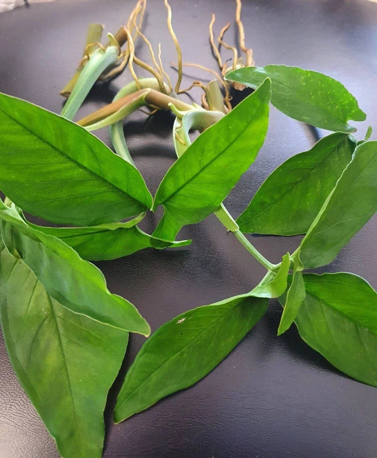 All Green Rare Syngonium Cuttings - 5 Air-Rooted Leaf Cuttings Indoor Plant