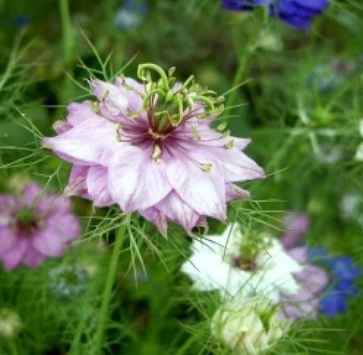 Love in a Mist Flower Seeds, Mixed Colors, 50 Seeds, Nigella damascena, Annual, Easy to Grow, Pollinator Attractant