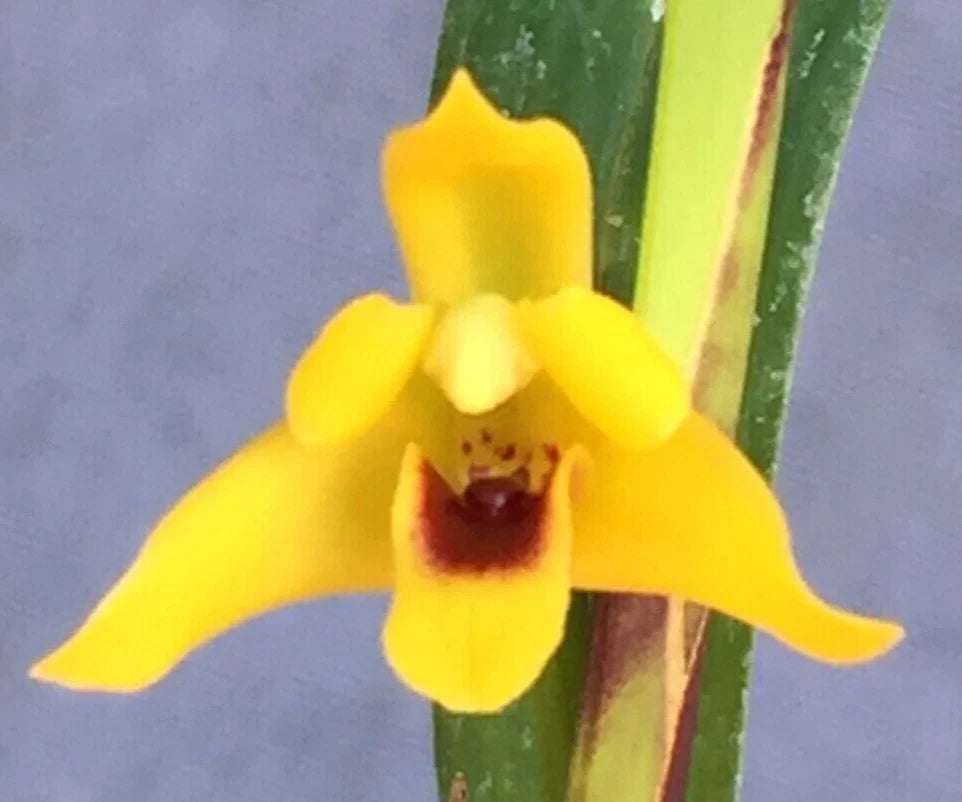 Maxillaria tenuifolia 'Yamada' Orchid Plant in 2.5" Pot, Coconut Fragrance, Compact Bushy Orchid, Rooted Plant