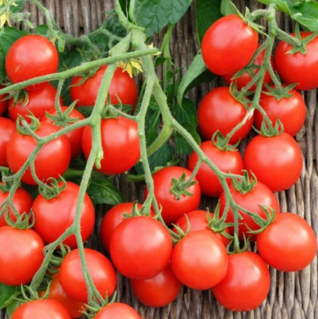 Non-GMO Small Red Cherry Tomato Seeds, Solanum lycopersicum, Salad Variety, Bulk Garden Seeds