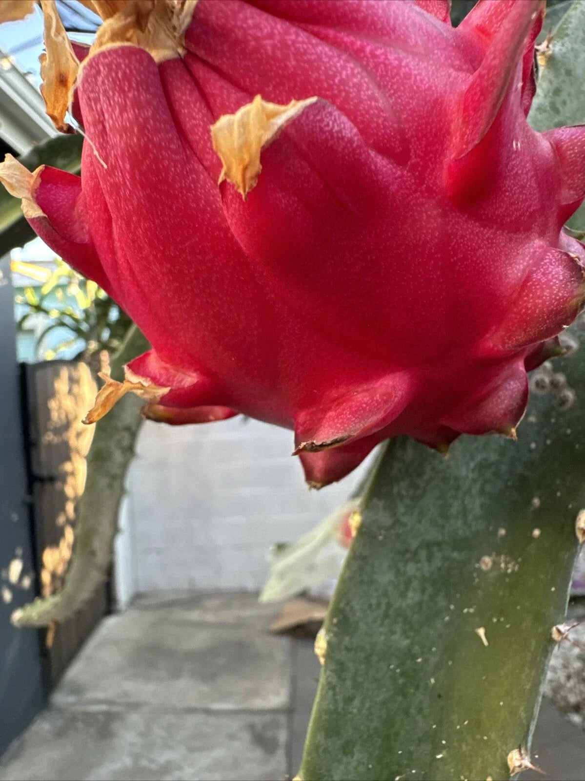 Dragon Fruit Cutting 12-18 Inches Orajona Variety Hylocereus undatus Climbing Cactus