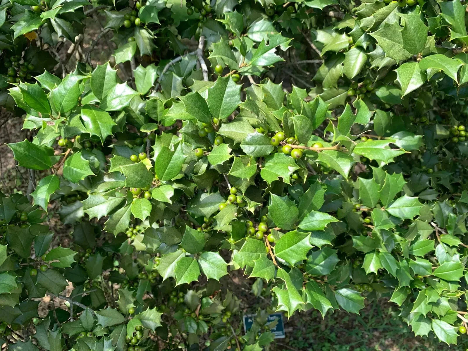 American Holly Ilex Cuttings 75+ Unrooted Organic Evergreen Tree 5-8" Winter Interest Wildlife Attractant