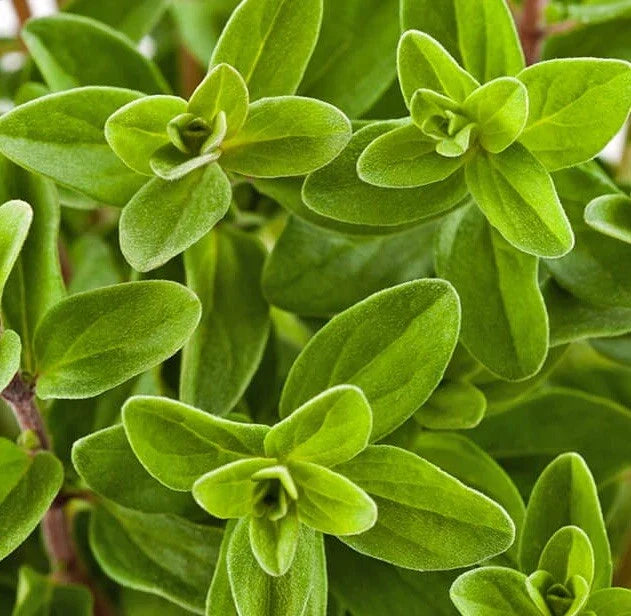 Sweet Marjoram Seeds 2000 Count - Non-GMO Origanum majorana - USA Grown Herb Seeds
