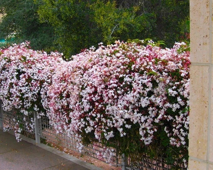 Pink Jasmine Starter Plant - Fragrant Jasminum Polyanthum Climbing Vine for Gardens & Patios