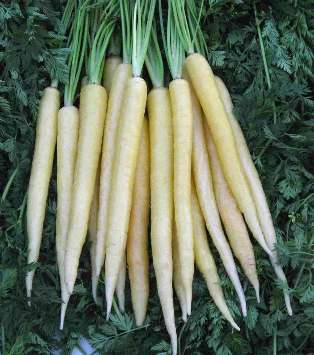 Carrot Seeds Lunar White - 150 Seeds - Daucus carota - USA GroCo