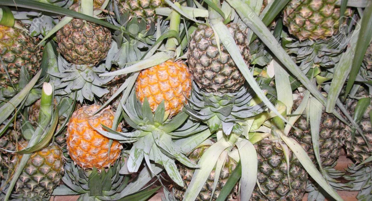 Cayena Lisa Pineapple Seeds – Ananas comosus – Tropical Fruit Planting Pack of 15+ Seeds for Garden & Container Growing