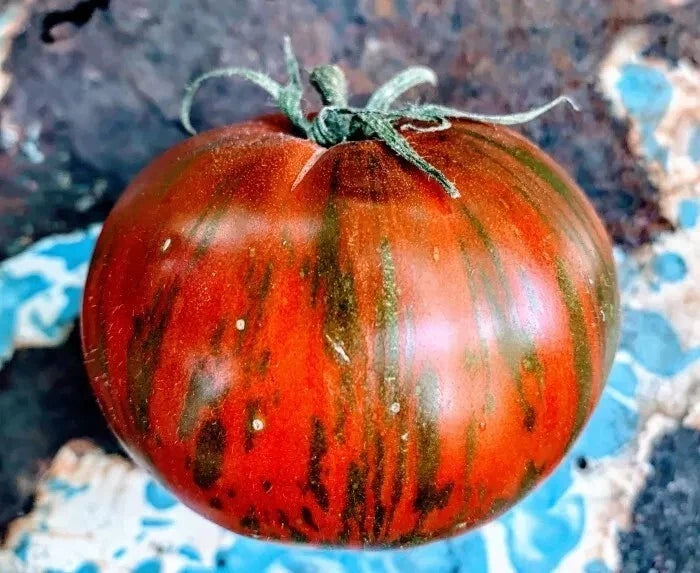 Vintage Wine Striped Tomato Seeds - Heirloom Beefsteak - Organic, Non-GMO, 120+ Seeds, Solanum lycopersicum