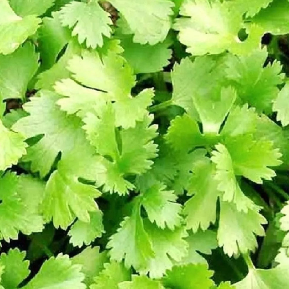 Cilantro Seeds | Non-GMO Heirloom | Fresh Garden Seeds | Coriandrum sativum Herb for Cooking & Gardening