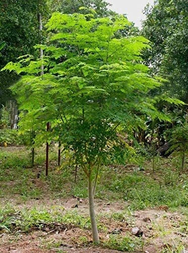 Moringa Tree Seeds - 30 Pack - Fast Growing, Easy to Grow - Moringa oleifera - Tropical Garden Plant