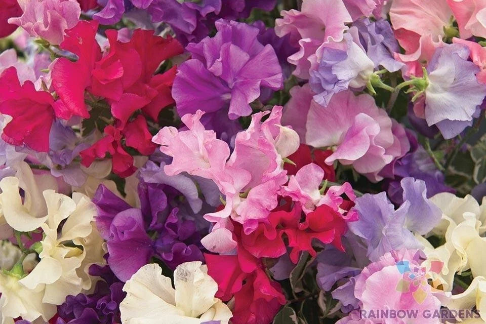 Mammoth Mix Sweet Pea Seeds - 50+ Lathyrus odoratus Climbing Flower for Garden Planting