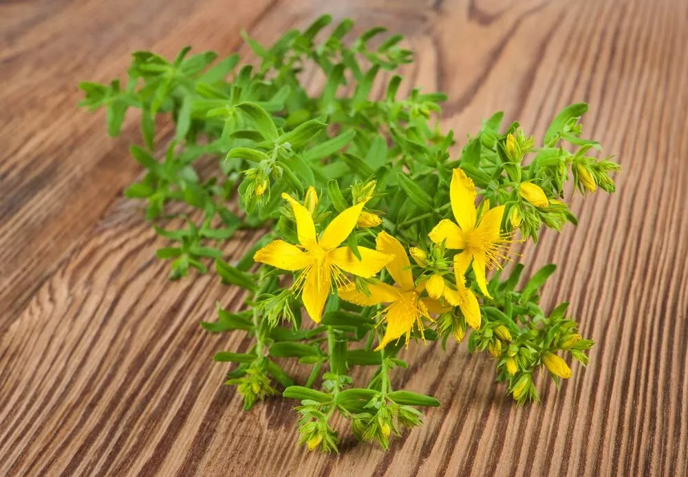St John Wort Herb Seeds 500 Pack - Hypericum perforatum Medicinal Plant for Garden, Herbal Tea & Remedies