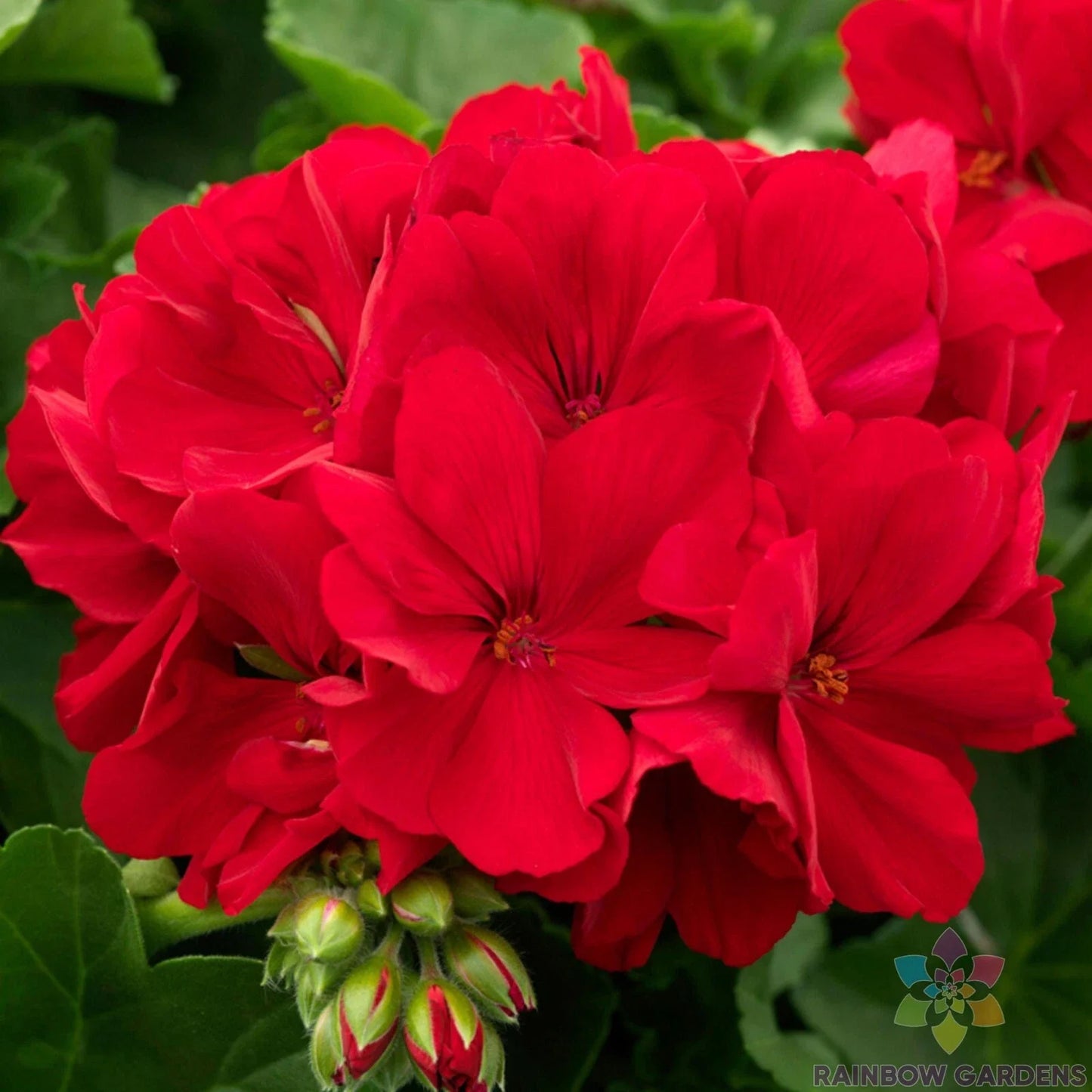 Calliope Dark Red Geranium Seeds – Pelargonium x hortorum – 25 Pack for Garden Planting, Borders, Containers, Hanging Baskets