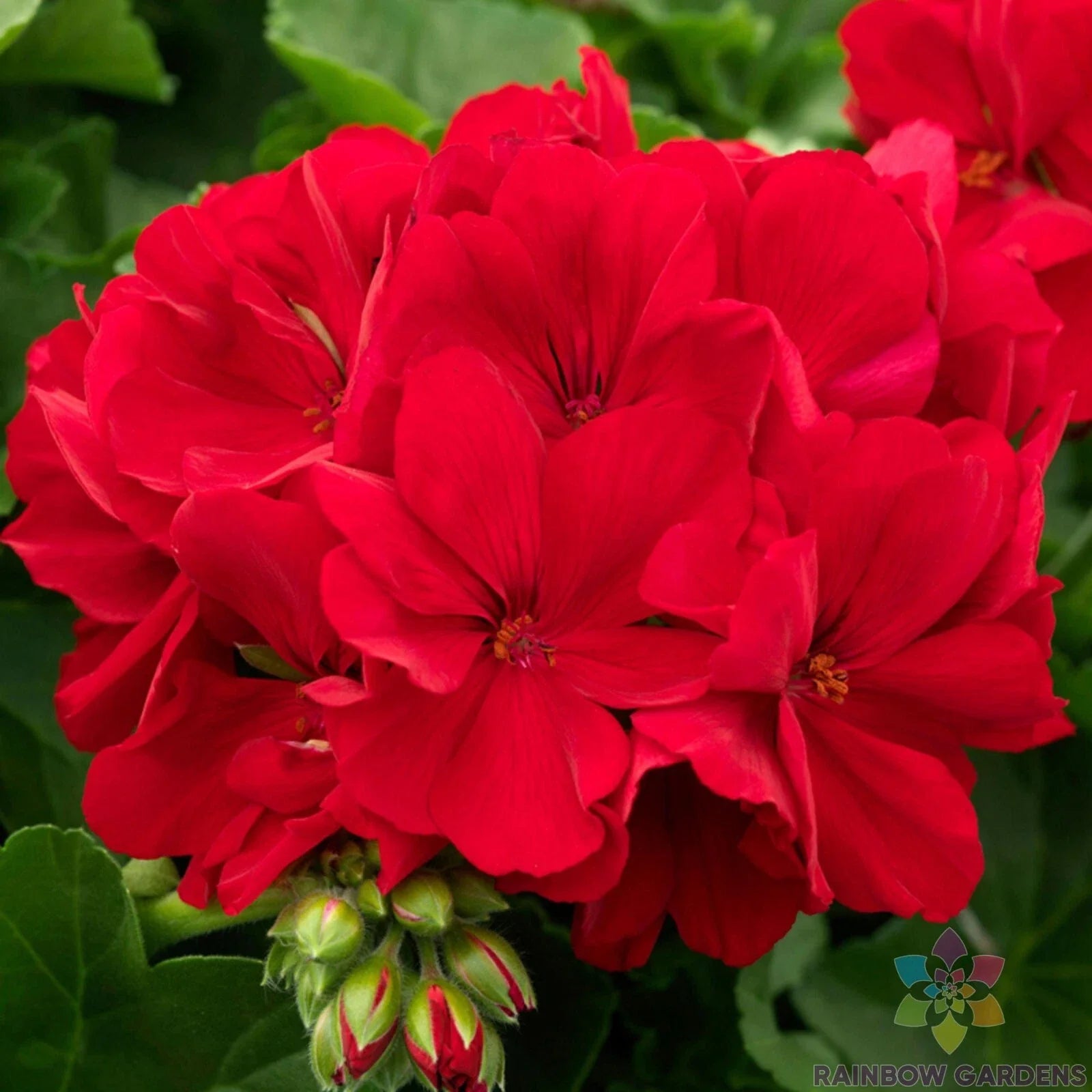 Calliope Dark Red Geranium Seeds – Pelargonium x hortorum – 25 Pack for Garden Planting, Borders, Containers, Hanging Baskets