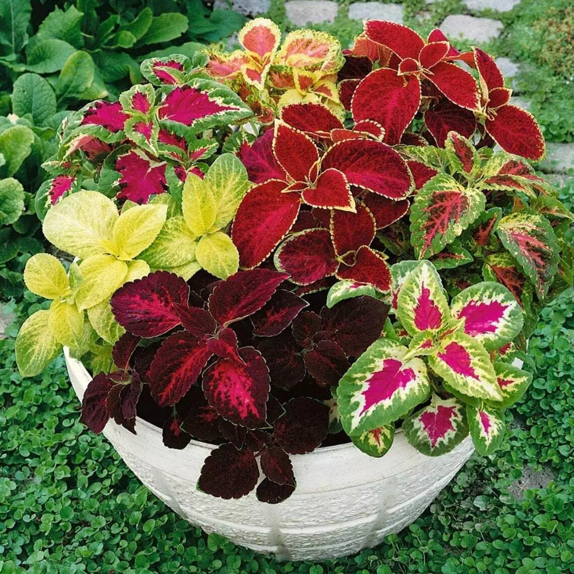 Coleus Seeds 500 Count Jazz Combo Mix, Colorful Foliage, Solenostemon scutellarioides, Garden and Landscape Plant
