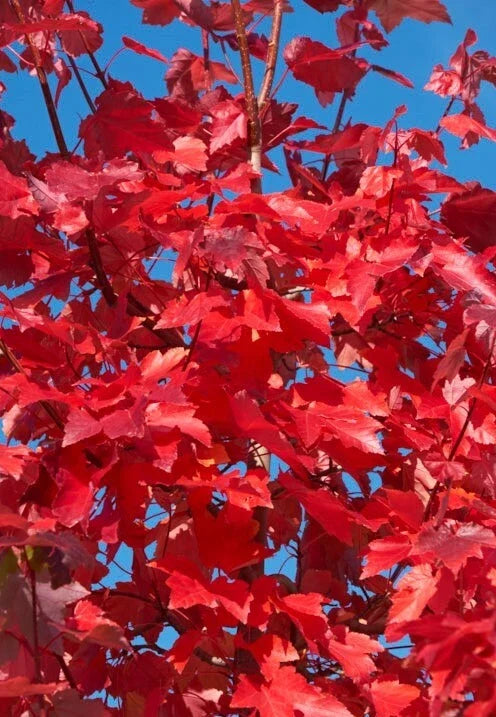 American Red Maple Trees Seedling Saplings 3"-6" Acer rubrum Live Ornamental Shade Trees for Landscaping