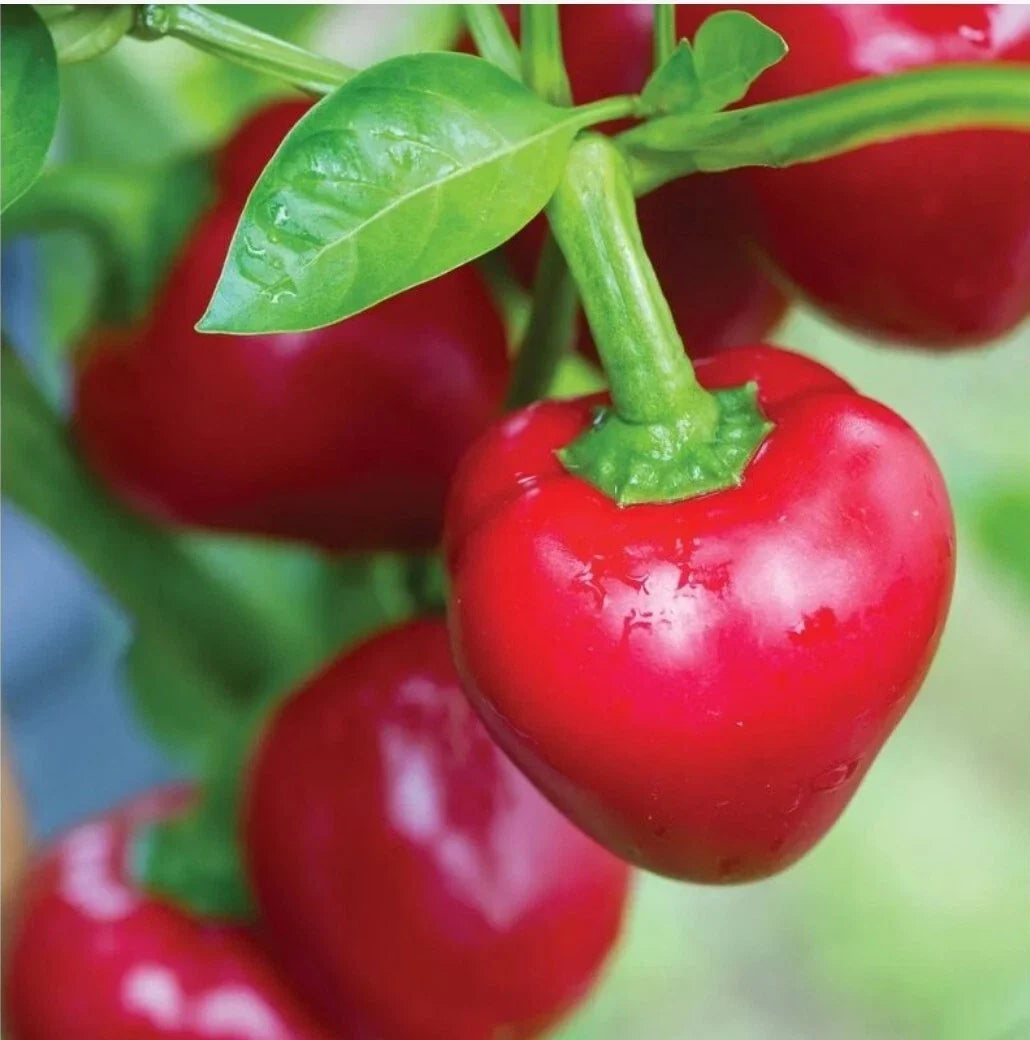Cherry Pepper Seeds – Organic Heirloom Capsicum annuum, Freshly Harvested 07/2023, Non-GMO, 20+ Seeds