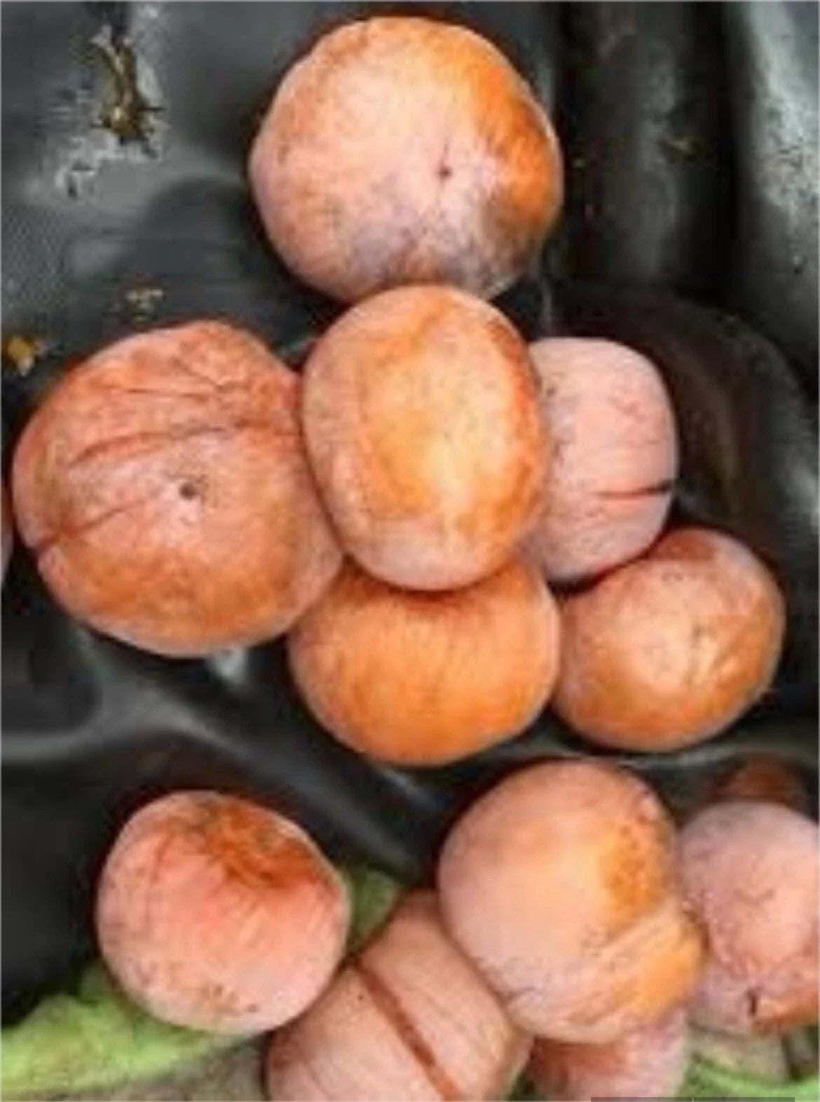 Grafted American Persimmon Plant - Bare Root 1 Year Old - Diospyros virginiana Fruit Tree