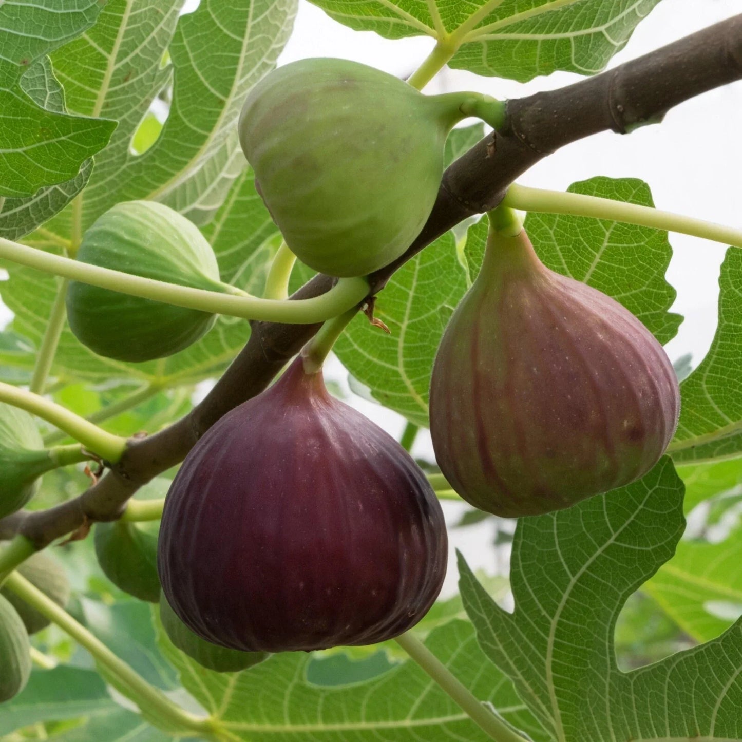 Live Rooted Magnolia Fig Plant - Edible Shrub, Ficus carica, Self-Pollinating, Cold Hardy, Potted Growth, Zones 7-9