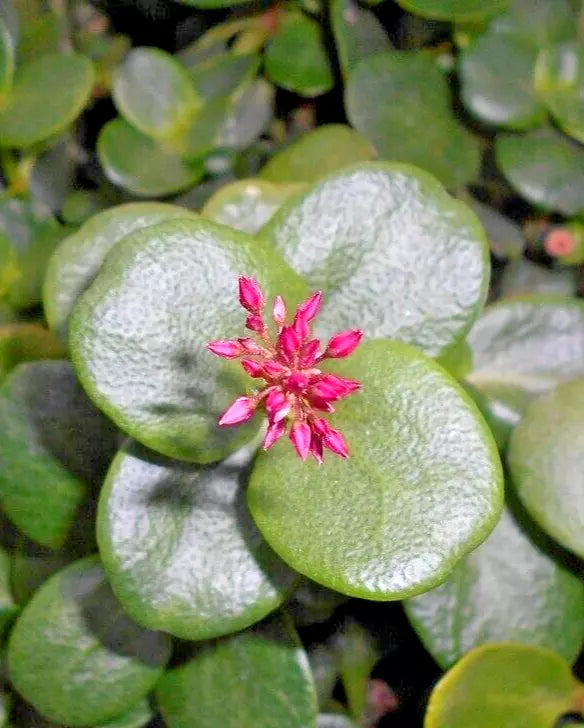 Succulent Crassula Multicava 2" Unrooted Cuttings Fairy Jade Plant Ground Cover Green